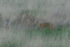 foxkitten2