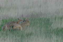 foxkitten20