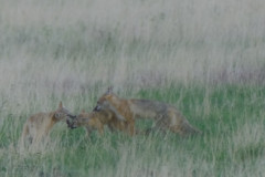 foxkitten21