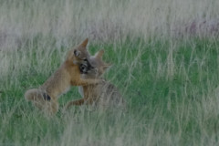 foxkitten31