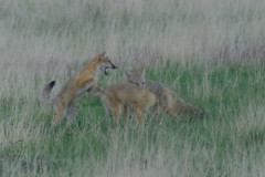 foxkitters