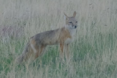foxkitters10