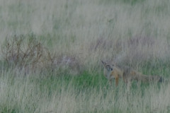 foxkitters4