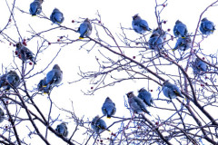 manywaxwings